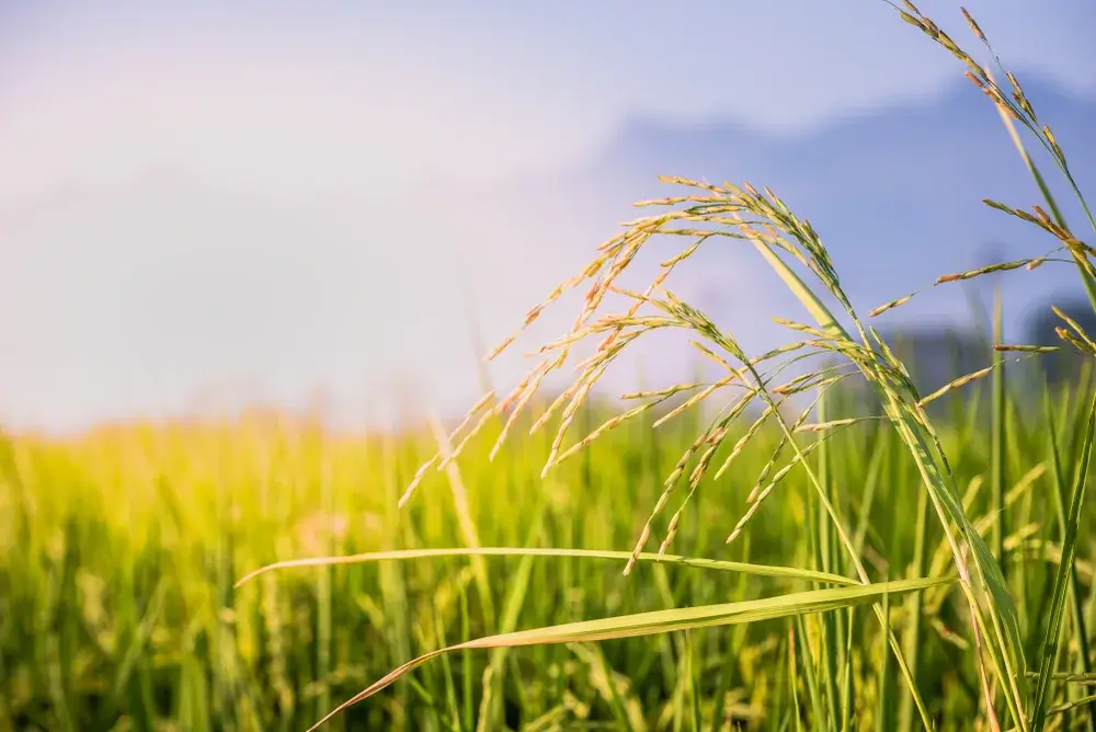 Reduction of environmental impact